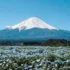 富士山登山旅遊